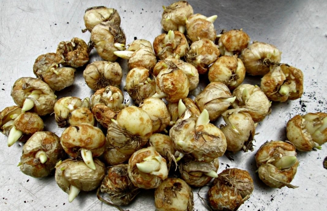 شەكارالىق رەجيمدى بۇزعان ەكى ازامات ۇستالدى