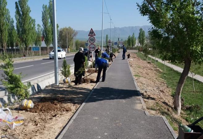 تۇلكىباس اۋدانىندا 17 مىڭعا جۋىق اعاش وتىرعىزىلدى