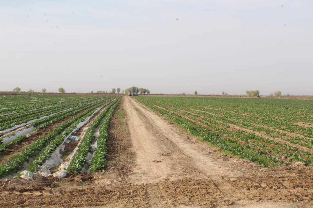 تۇركىستان: كەلەستىك 130 شارۋا قوجالىعى جىلىنا ءۇش رەت ءونىم الۋدى كوزدەپ وتىر