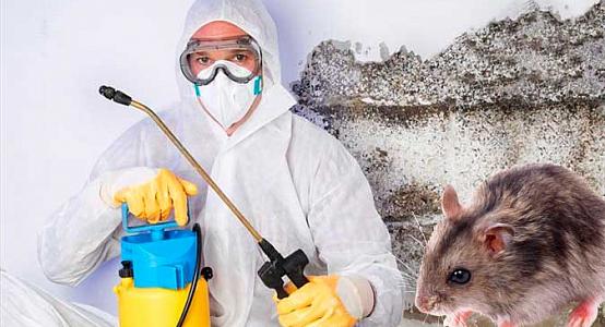 الماتىدا ىندەت تاراتاتىن كەمىرگىشتەردى جويۋ ناۋقانى جۇرەدى