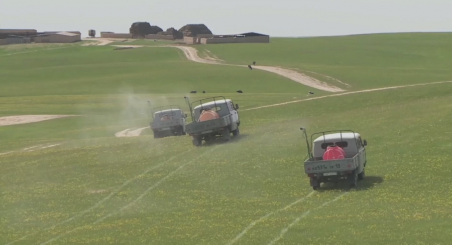 تۇركىستان: ارىس ماروككالىق شەگىرتكەنىڭ ءىرى وشاعى رەتىندە اتالۋدا