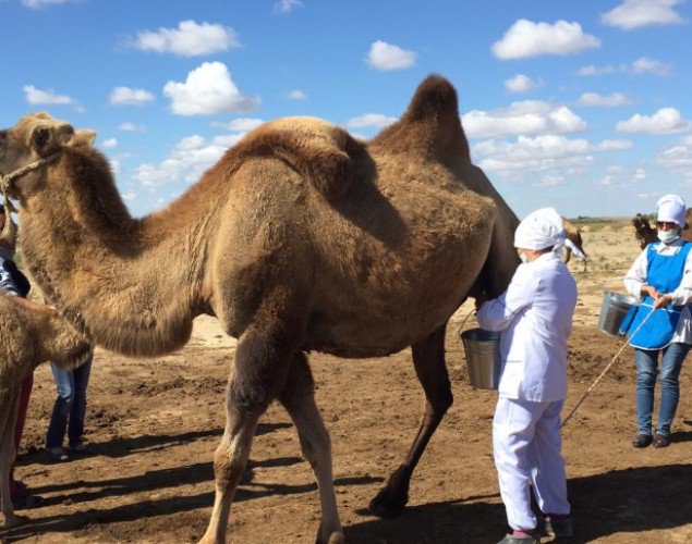 تۇركىستان: سوزاقتىق شارۋالار 30 توننا تۇيە ءسۇتىن وتكىزدى