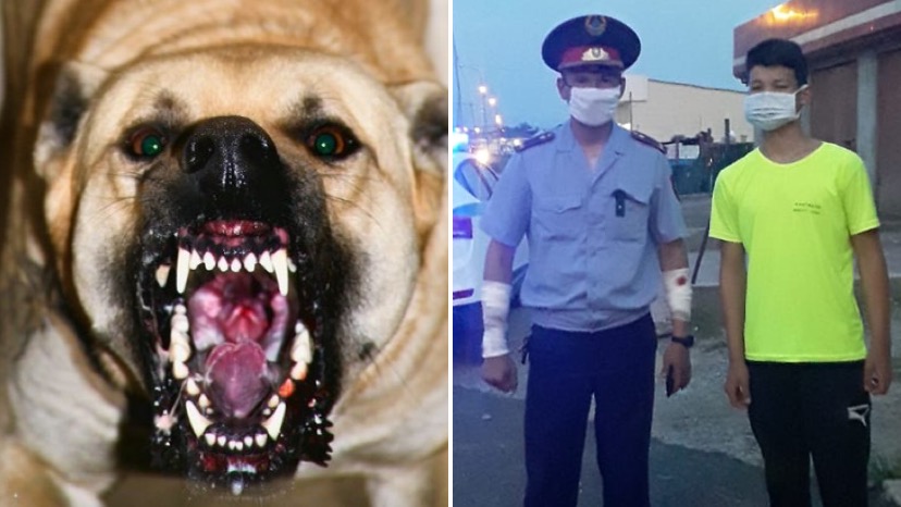 پوليتسەيلەر تۇرعىندارعا شابۋىلداعان قاباعان ءيتتى ۇستادى