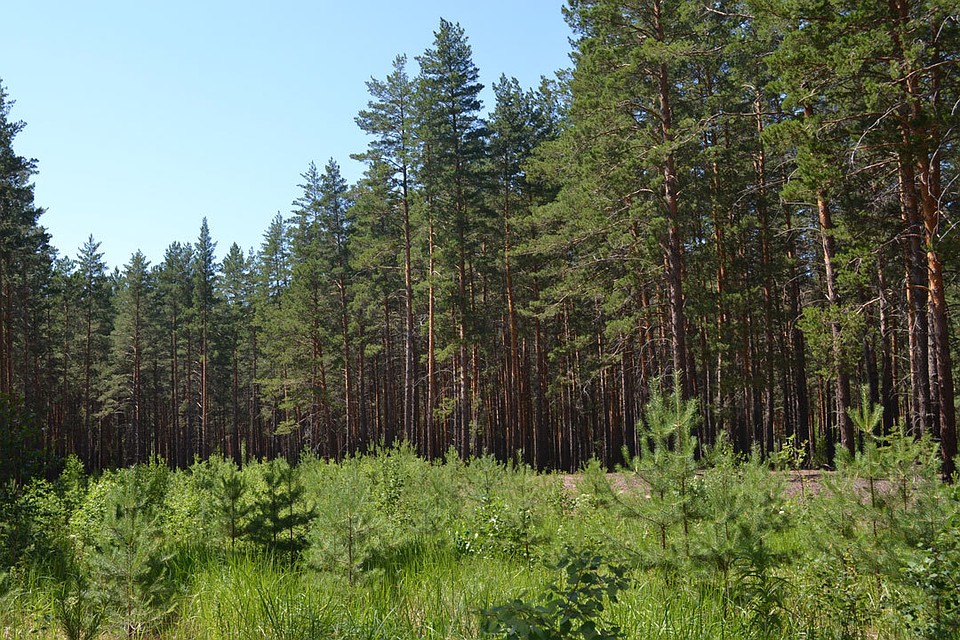 ورمانعا اباي بولايىقشى
