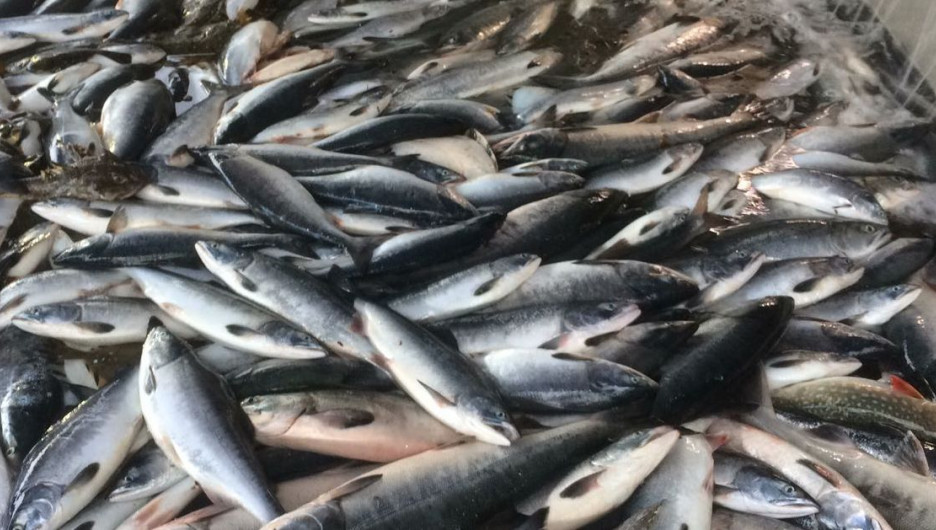 رەسەيمەن شەكارادا 20 توننا بالىق زاڭسىز الىپ وتپەكشى بولعان