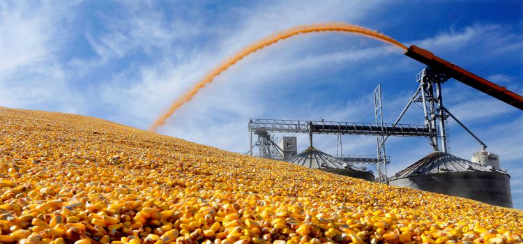 رەسەي استىق ەكسپورتىنا شەكتەۋ قويدى