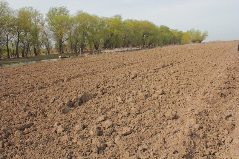 ەگىس ناۋقانى قارقىن الدى