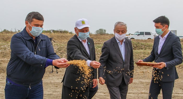 قىزىلوردا: قالا شارۋاشىلىقتارى كۇرىش ءدانىن سەپتى