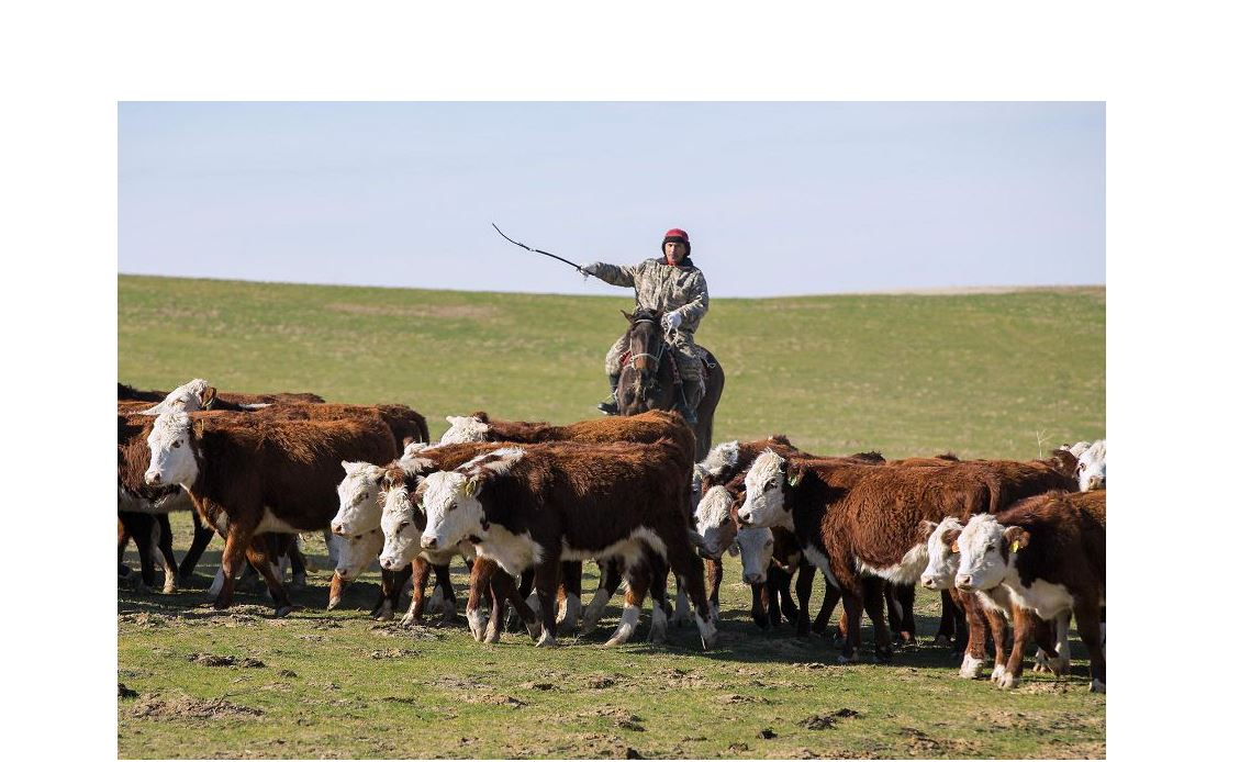 شالعاي جايىلىمدار – رەزەرۆتەر كوزى