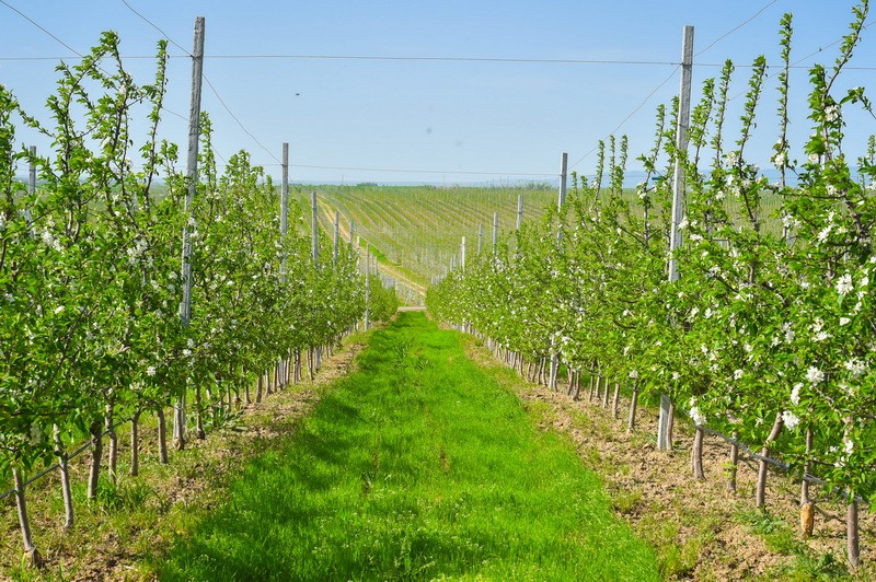 تۇركىستان: سايرام اۋدانىندا 100 گەكتار جەرگە الما باعى وتىرعىزىلادى