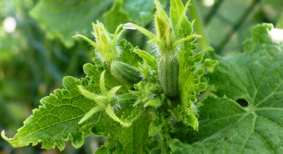 اقمولادا كوكونىس وسىرۋگە كوپ كوڭىل بولىنبەك