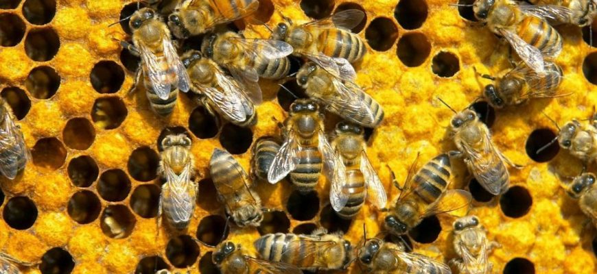 قىزىلوردا: ومارتاشىلار ماسەلەسى وڭ شەشىلدى