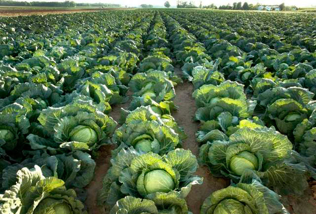 شەتەلدە قازاقستاندىق قىرىققاباتقا دەگەن سۇرانىس تومەندەگەن