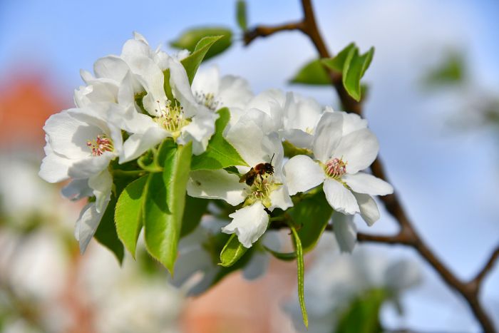 كوركەم مىنەز