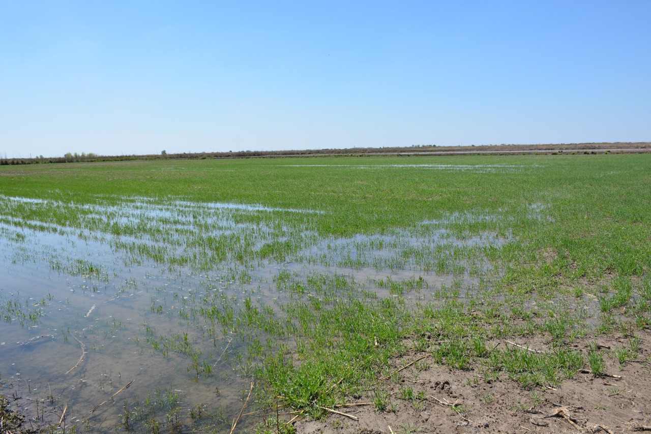 تۇركىستان: شاردارا اۋدانىندا 18000 گەكتارعا ماقتا ەگىلەدى