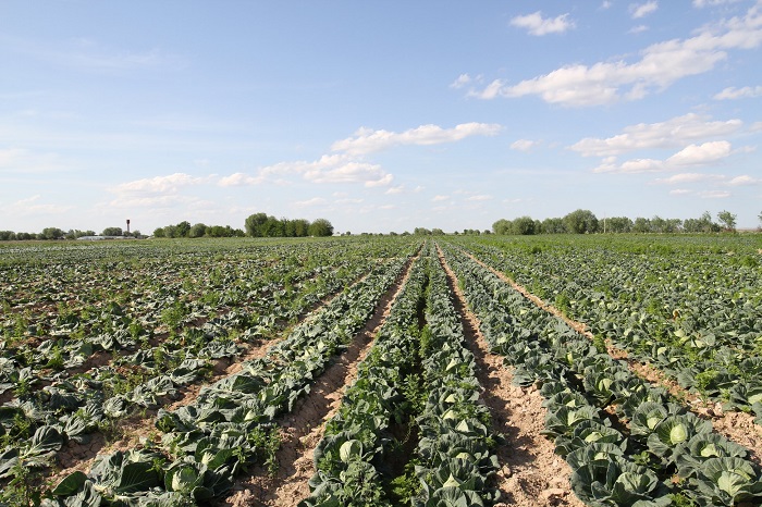 تۇركىستان: شارۋالاردىڭ ءونىمىن ساتۋعا ديستريبيۋتور كومەكتەسەدى