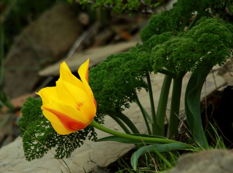 جاۋقازىنى جامبىلدىڭ