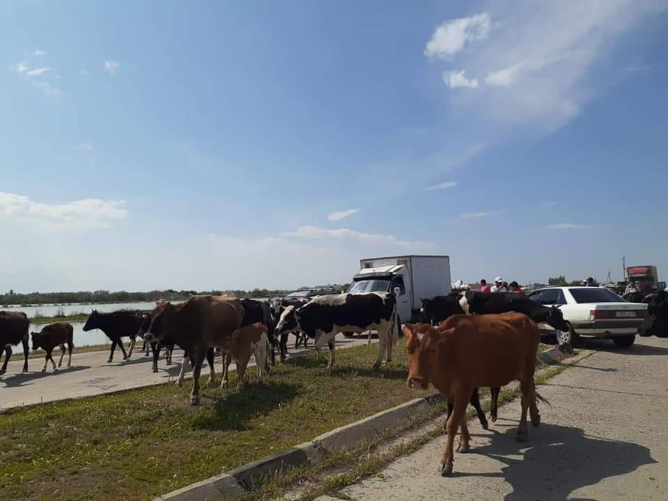 تۇركىستان: 3601 گەكتارعا جۋىق اۋىل شارۋاشىلىعى داقىلدارى سۋ استىندا قالدى