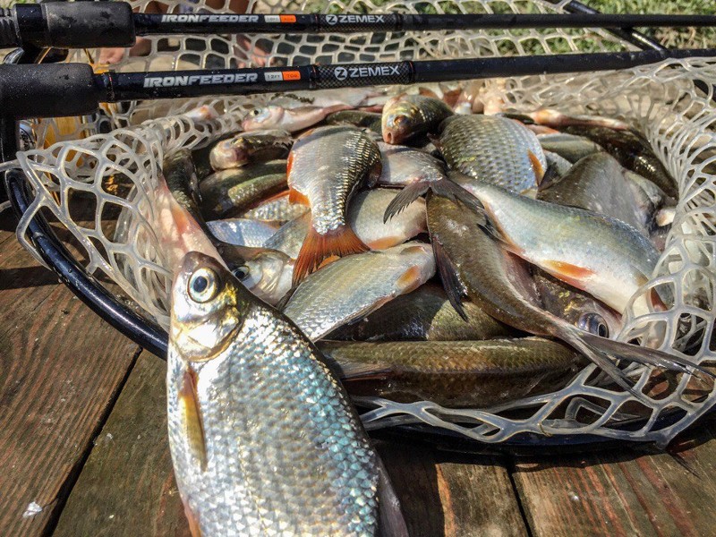 زاڭسىز بالىق اۋلاعان تۇرعىن ۇستالدى