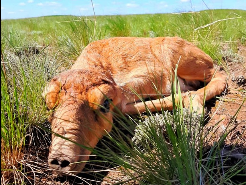 ەلىمىزدە كيىكتەر تولدەي باستادى