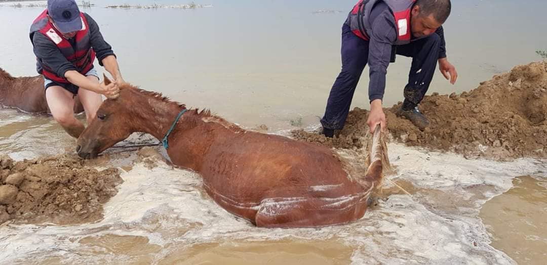 تۇركىستان: ەگىستىككە 4 ملرد 1 ملن تەڭگە كولەمىندە شىعىن كەلتىرىلگەن