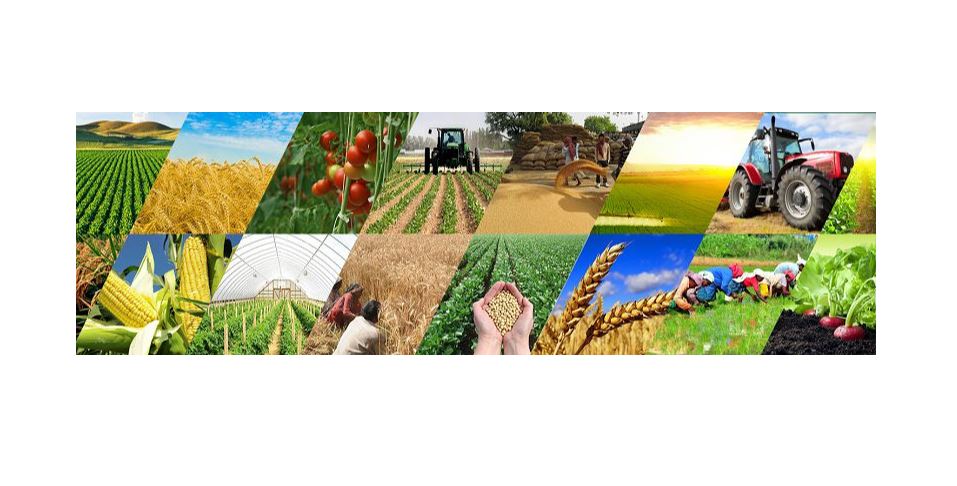 كەشىككەن قارجىنىڭ كەسىرى كۇزدە تيمەسىن