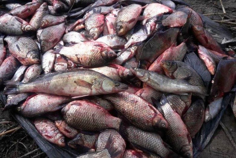 بوگەت باسىنان براكونەر ۇستالدى