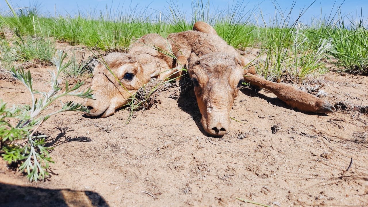 كيىك سانىن əۋەدەن كوكتەمگى ساناۋ كەيىنگە قالدىرىلدى