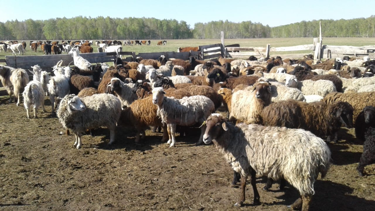 سولتۇستىك قازاقستاندا جوعالعان ءبىر وتار قوي تابىلدى