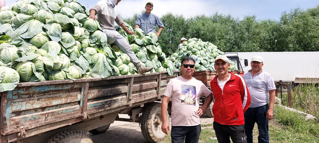 تۇركىستان: قىرىققابات بەلورۋسسياعا ەكسپورتتالۋدا