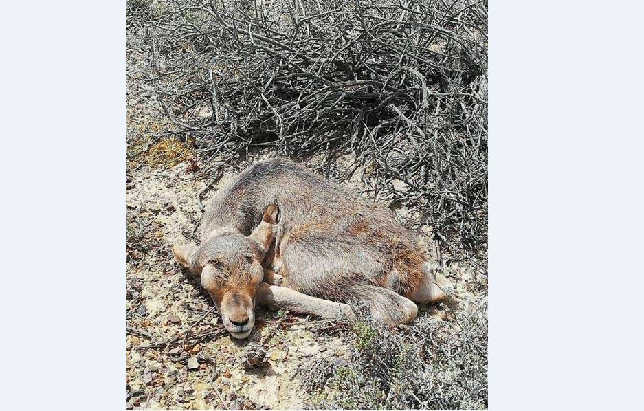 شارىن ۇلتتىق پاركىندە قاراقۇيرىقتار تولدەي باستادى