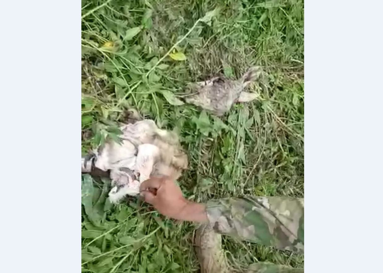 قىزىلوردا: قاراقۇيرىق اتقان براكونەر ۇستالدى