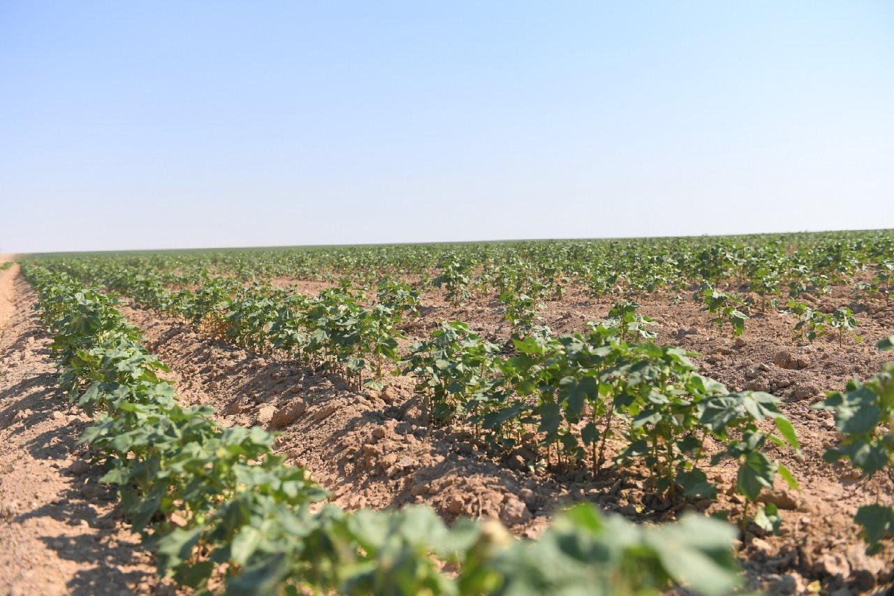 ەسكەرۋسىز جۇرگەن تاپتىرماس مامانداندىق