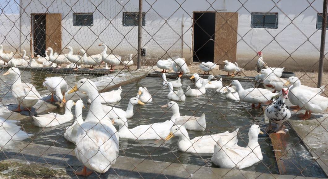 «باستاۋ بيزنەس» باعدارلاماسىنىڭ بەرەرى مول