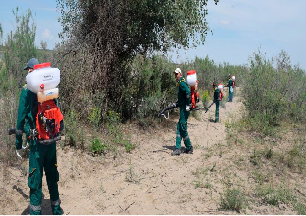 تۇركىستان: سىرداريا وزەنىنىڭ بويى شىبىن-شىركەيدەن تازارتىلۋدا