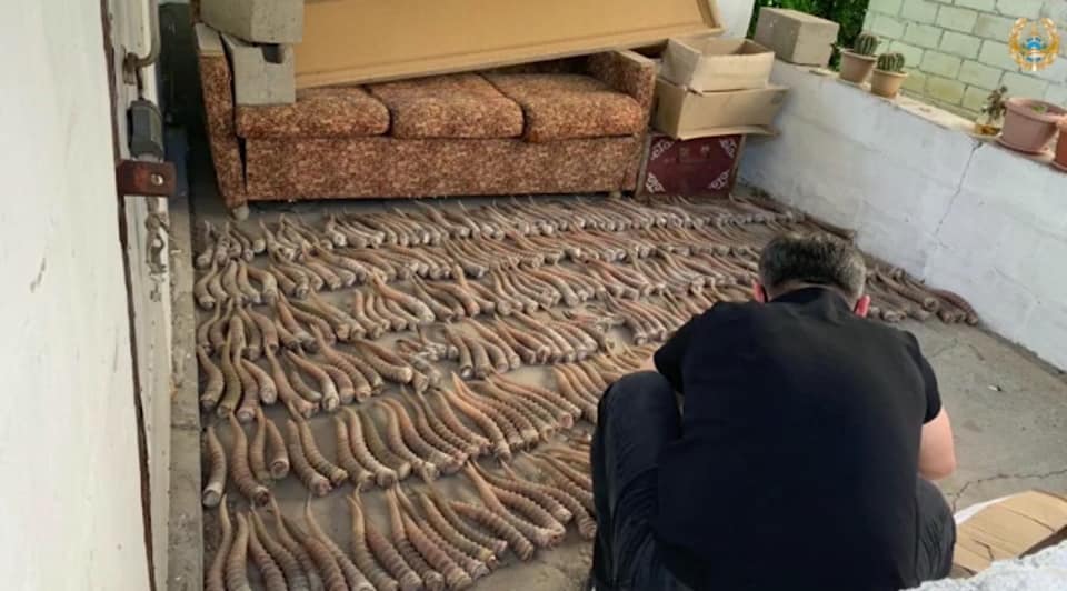 باتىس قازاقستان وبلىسىندا براكونەرلەر 434 كيىك مۇيىزىمەن ۇستالدى