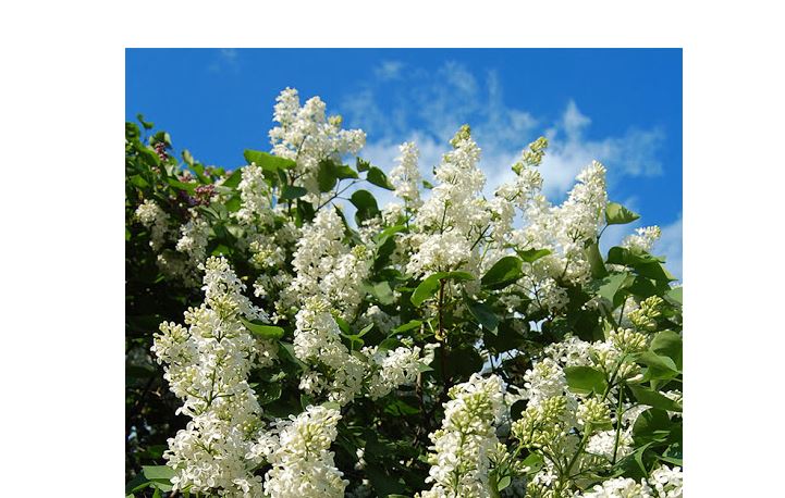 اۋا رايى: الداعى دەمالىستا كۇن جىلىنادى