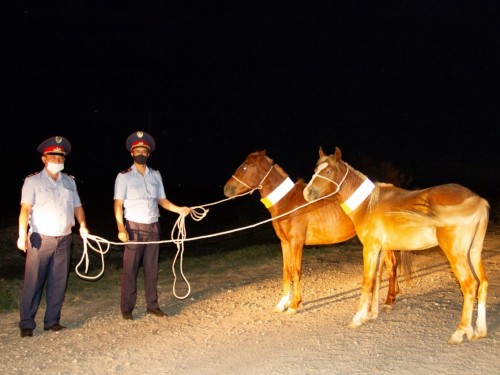 قاراۋسىز قالعان مال كولىك قوزعالىسىنا قاتەر توندىرۋدە