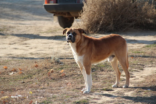 ماڭعىستاۋ وڭىرىندە 62 بالانى يت قاۋىپ العان