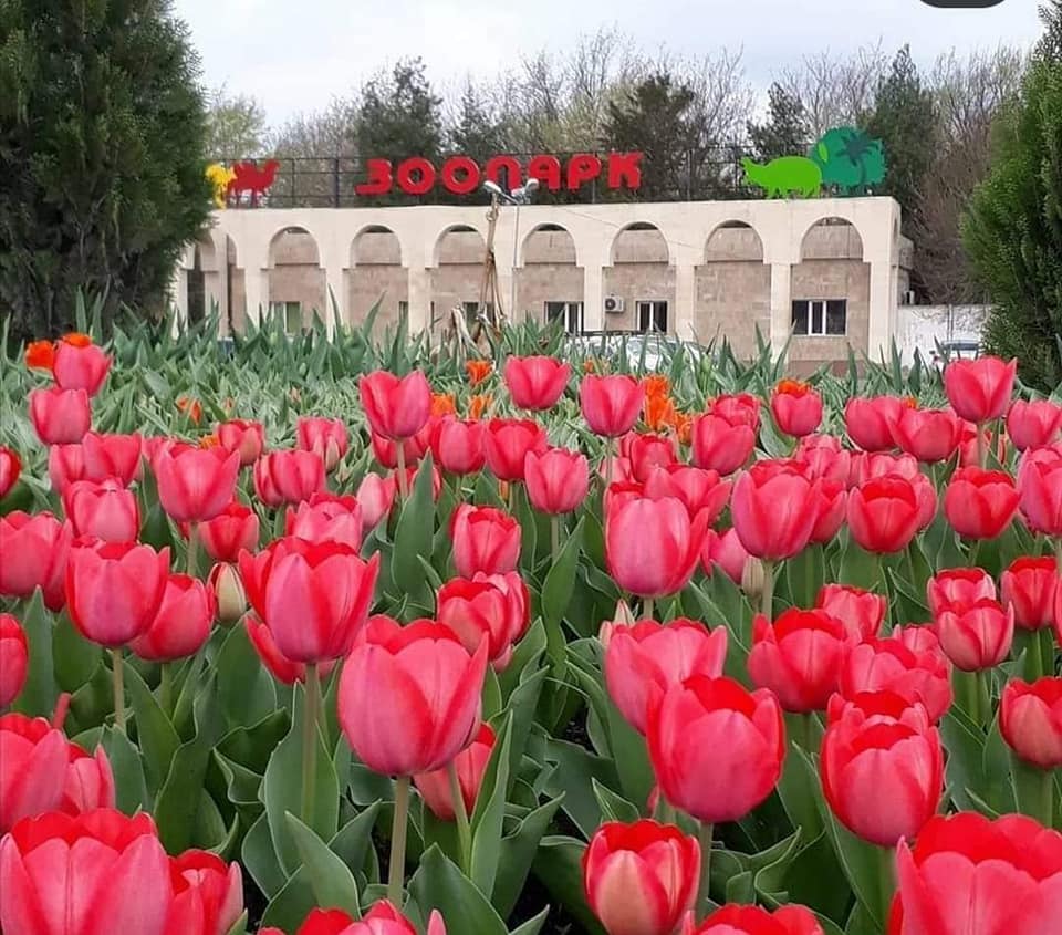 شىمكەنت زووباعىنىڭ 63 پاۆيلونى جاڭارتىلۋدا