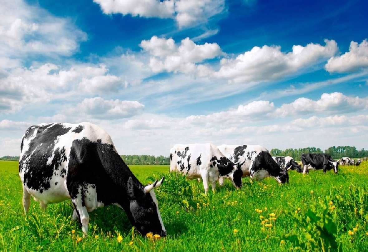 مال شارۋاشىلىعىندا تۇراقتى ءوسىم 4% - اسقار مامين