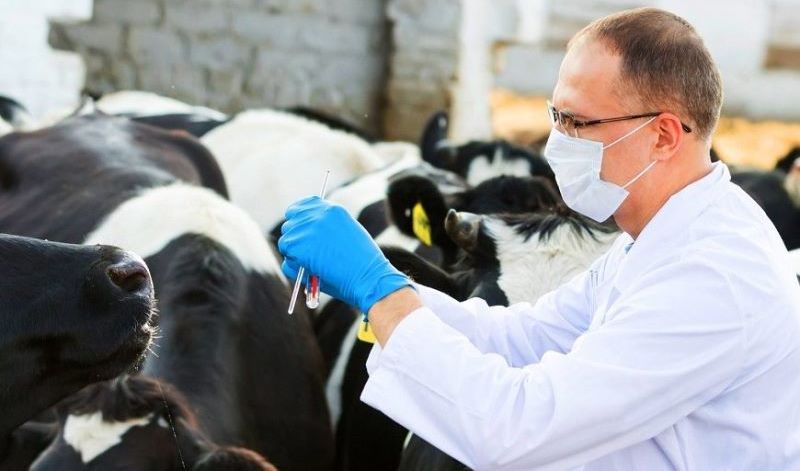 شارۋالار مالدىڭ جەم-شوبىنە عانا ءمان بەرەدى - مال دارىگەرى