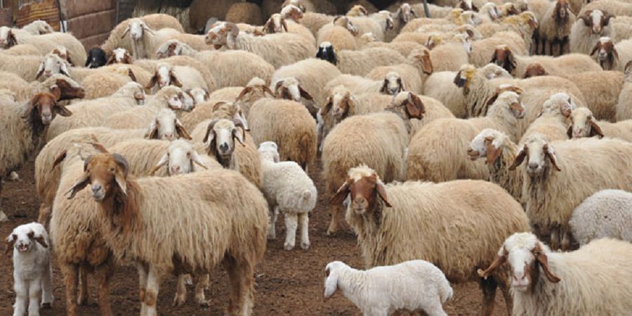 قوي ءوسىرىپ, تابىس تابا الماي وتىرمىز