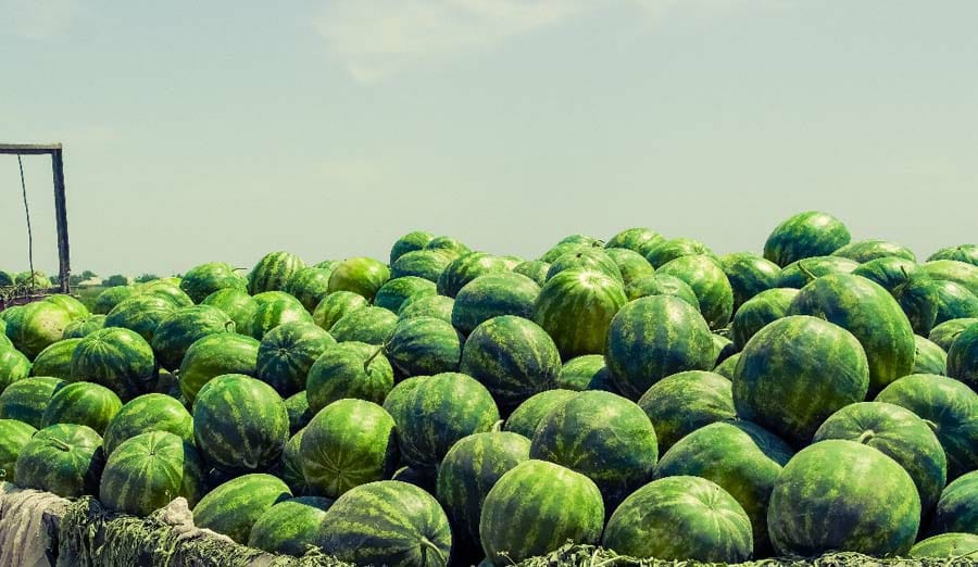 تۇركىستان: رەسەيگە 25 توننا قاربىز جونەلتىلدى