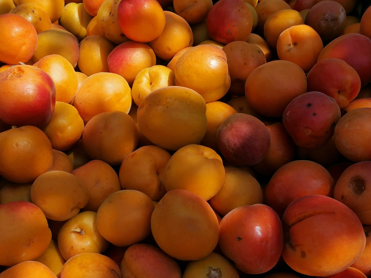 تۇركىستان: باعباندار قارقىندى باۋدىڭ جەمىسىن جيناي باستادى