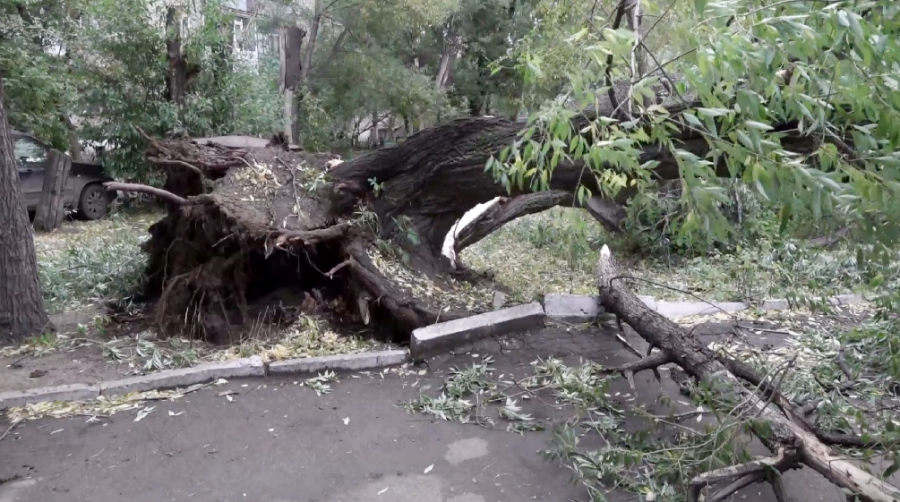 بۋراباي ورمانىندا 19 مىڭنان استام اعاش قۇلاپ جاتىر