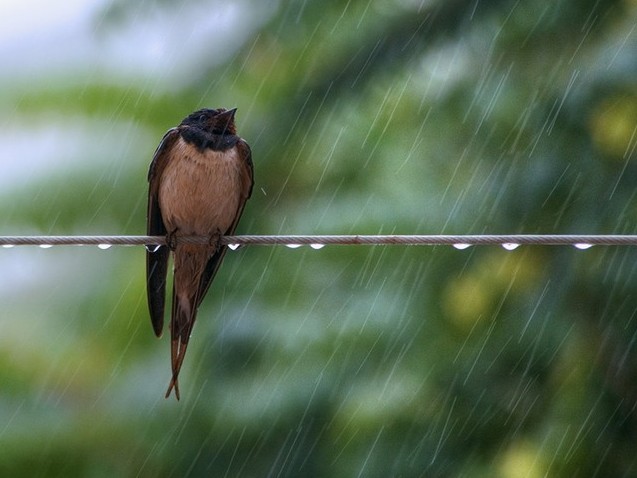28 مامىر: ەلىمىزدىڭ باسىم بولىگىندە وتكىنشى جاڭبىر جاۋادى