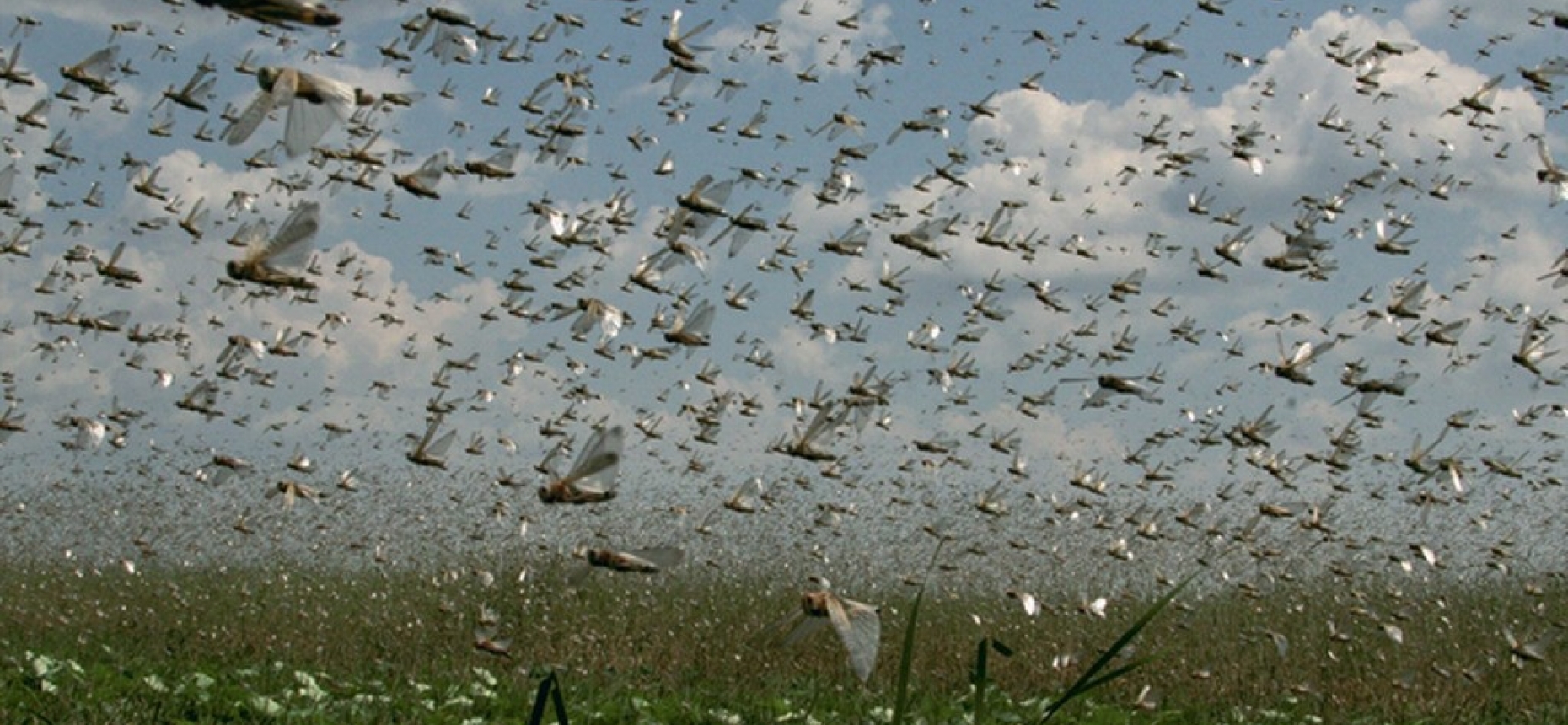 شەگىرتكەلەر الەمدى جاۋلاپ جاتىر
