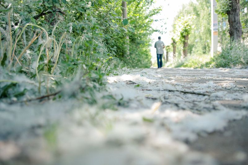 مامىق-ماۋسىم