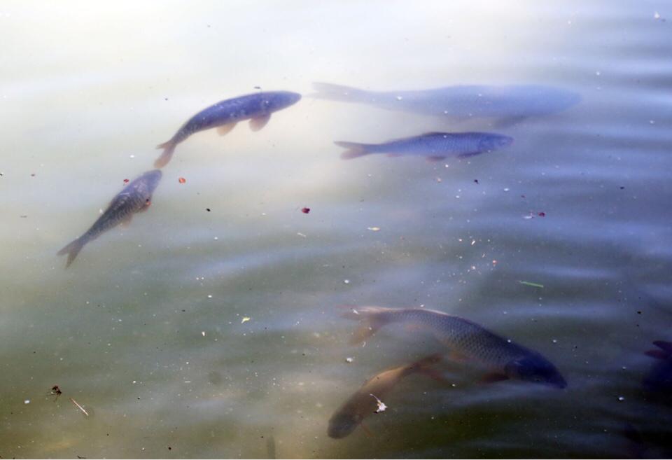 جامبىل وبلىسىندا بالىق شارۋاشىلىعى وزەكتى كۇيىندە قالىپ وتىر